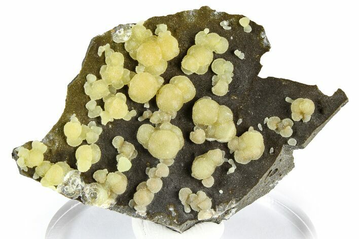 Globular Yellow Calcite Formations on Basalt - Italy #368889